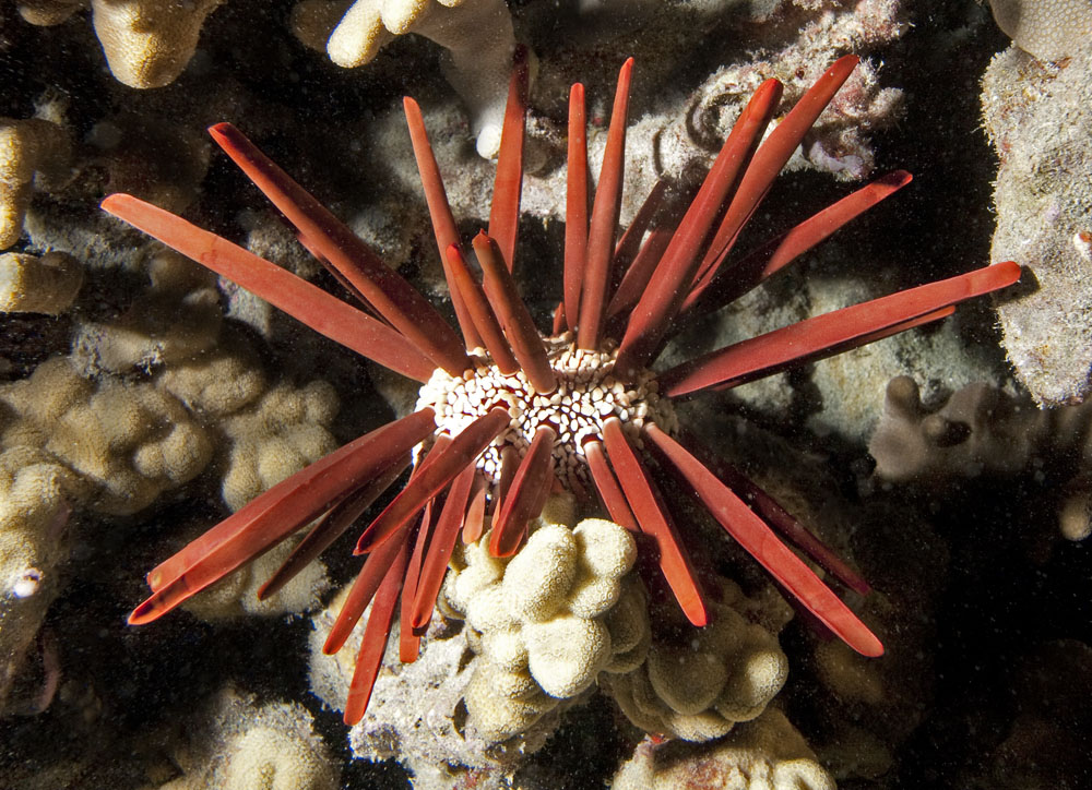 Представитель Отряда Echinoida